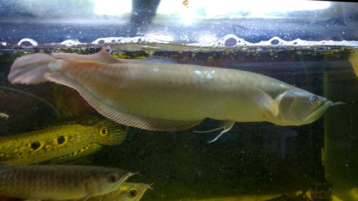 1匹) プラチナ・シルバーアロワナ m8堂 シルバーアロワナ（観賞魚 