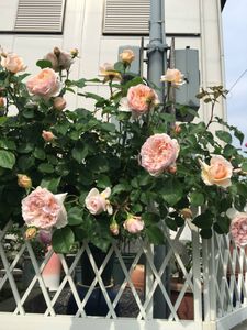 バラ エブリンのヤフオク の相場 価格を見る ヤフオク のバラ エブリンのオークション売買情報は6件が掲載されています