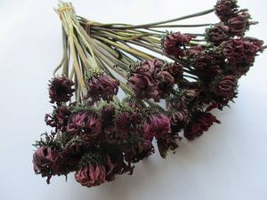 ドライフラワー 花材のヤフオク の相場 価格を見る ヤフオク のドライフラワー 花材のオークション売買情報は135件が掲載されています