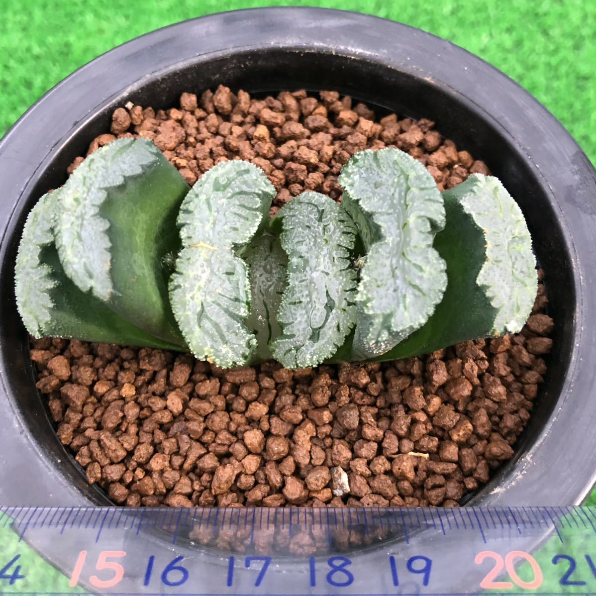 多肉植物 ハオルチア 玉扇 パイレーツ サボテン 売買されたオークション情報 Yahooの商品情報をアーカイブ公開 オークファン Aucfan Com 多肉植物 ハオルチア 玉扇 パイレーツ サボテン 売買されたオークション情報 Yahooの商品情報をアーカイブ公開 オークファン Aucfan Com