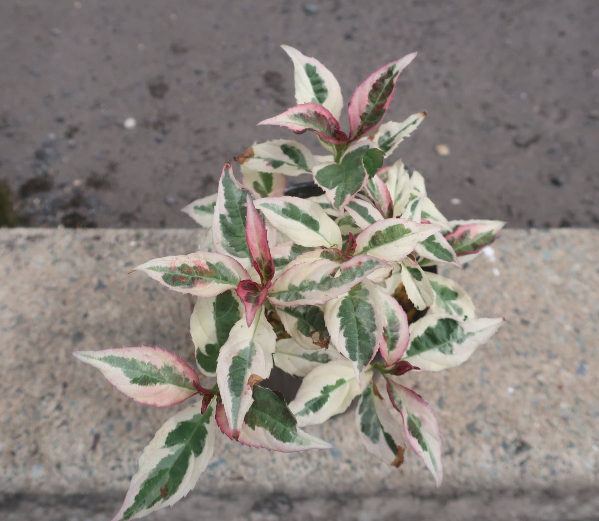 最新花 錦葉 斑入り 赤花 山アジサイ 御殿場錦 そ 紫陽花 山野草 耐寒 ヤマアジサイ 山あじさい 山紫陽花 アジサイ 花 売買されたオークション情報 Yahooの商品情報をアーカイブ公開 オークファン Aucfan Com