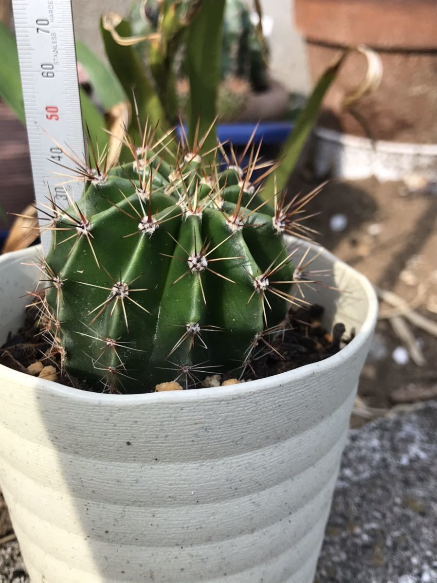 エキノプシス属 花盛丸 白花 サボテン 売買されたオークション情報 Yahooの商品情報をアーカイブ公開 オークファン Aucfan Com エキノプシス属 花盛丸 白花 サボテン 売買されたオークション情報 Yahooの商品情報をアーカイブ公開 オークファン Aucfan Com