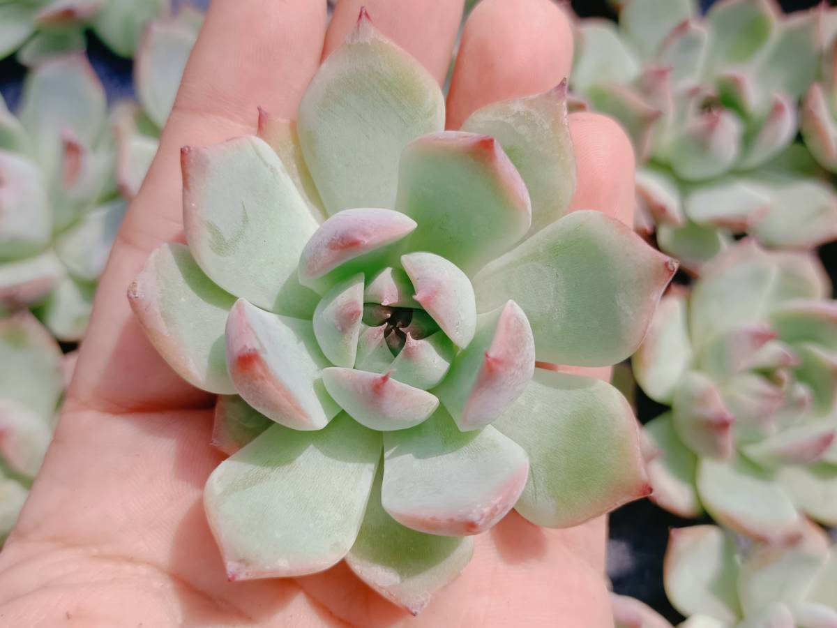 美品】Sony E 18-135mm F3.5-5.6 SEL18135 花サボテン NO.34 交配種