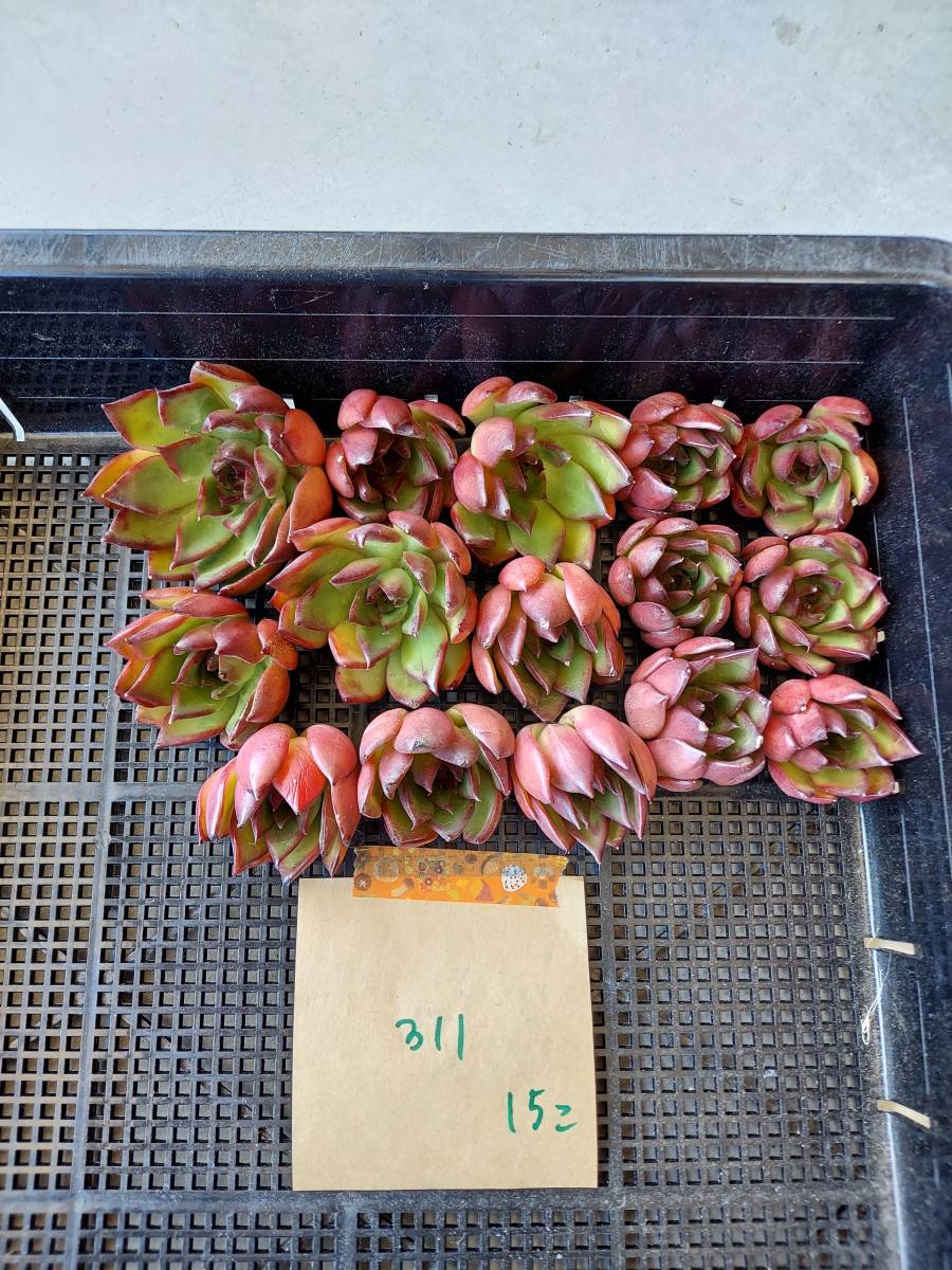 【人気SALE，大得価】 韓国多肉植物 韓国苗 エケベリア Echeveria 21- 311 Wild Horse ワイルドホース 15個 岡山在庫 9/2岡山発送(サボテン)｜売買されたオークション情報、yahooの商品情報をアーカイブ公開 - オークファン サボテン