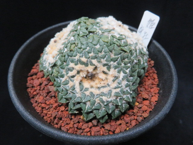 2.姫牡丹　3頭立て　サボテン　多肉植物