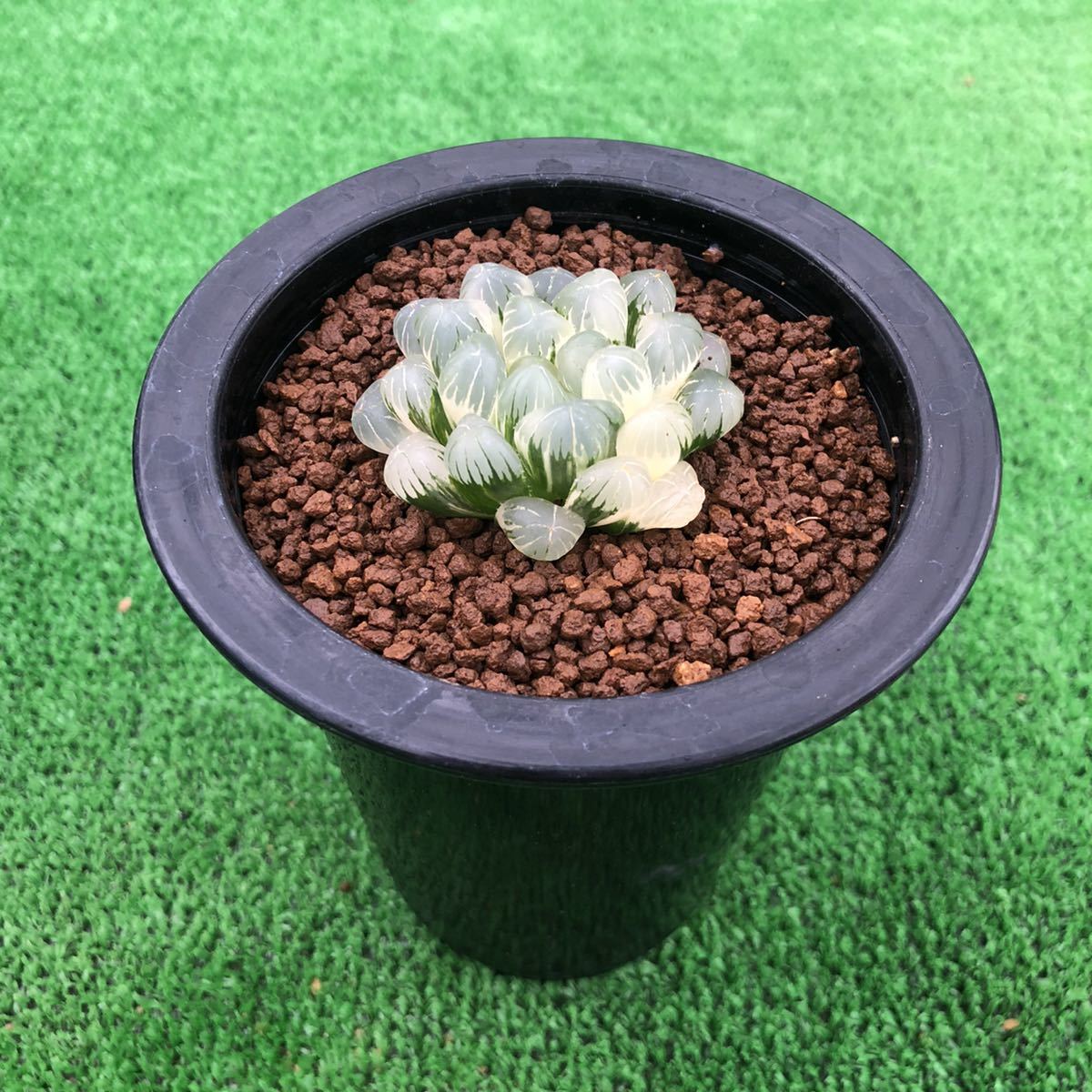 ハオルチア 多肉植物 ハオルシア 極上斑 ブラック OB-1糊斑 公式通販 