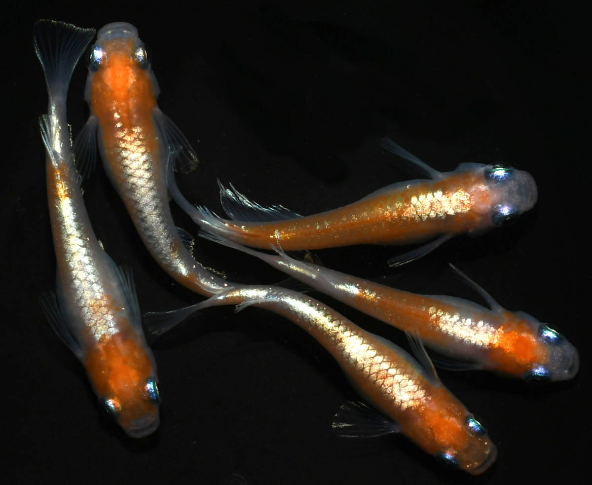 10匹 めだか メダカファーム泉 稚魚 - A107 現物個体出品 レクリス 若 