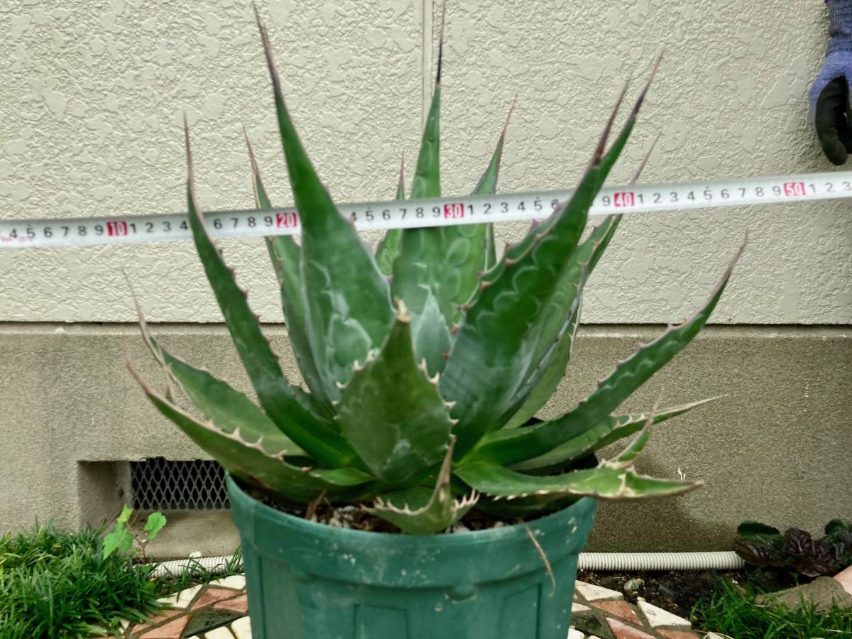 アガベ モンタナ | Agave montana – Surreal Succulents アガベ 