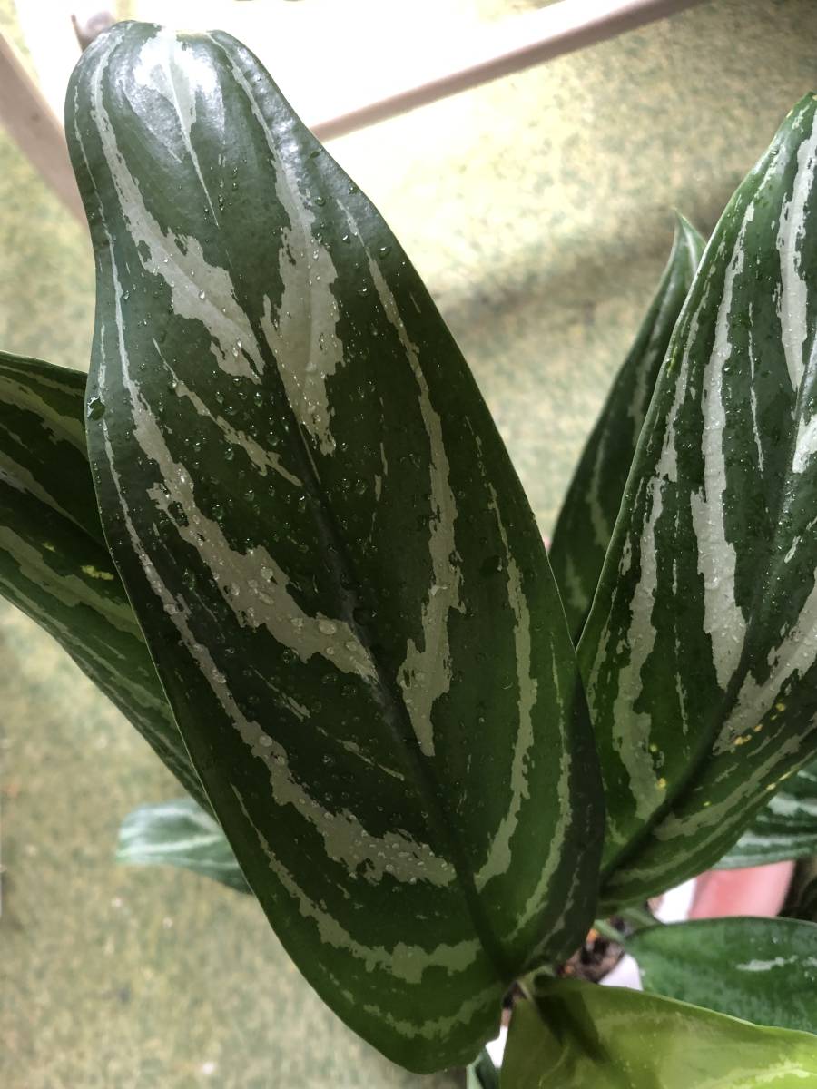 アグラオネマ ニティドーム カーティシー 希少種 カーティシー