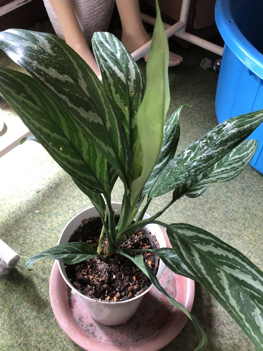 アグラオネマ ニティドーム カーティシー 希少種 カーティシー