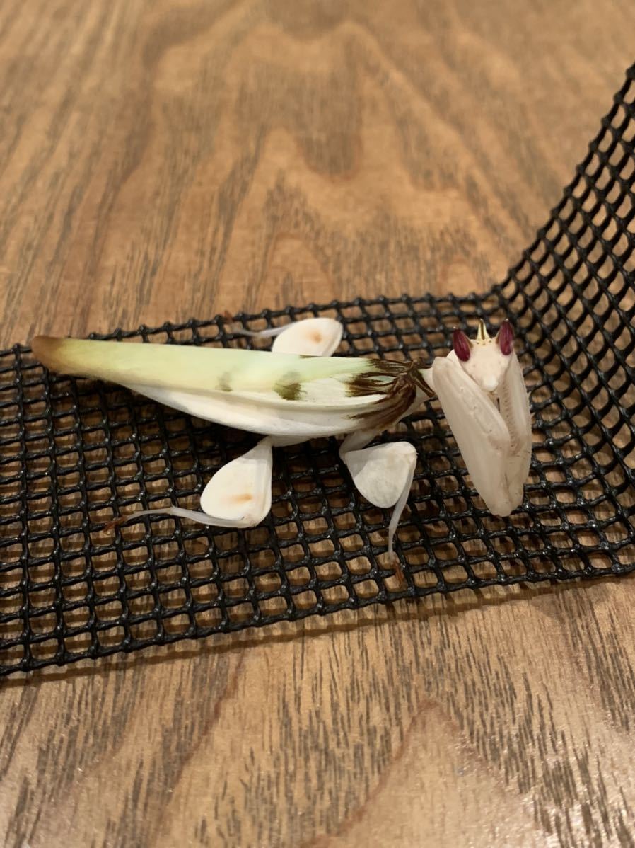 マレーシア産 ハナカマキリ Hymenopus Coronatus 成虫メス ランカマキリ 虫類 売買されたオークション情報 Yahooの商品情報をアーカイブ公開 オークファン Aucfan Com