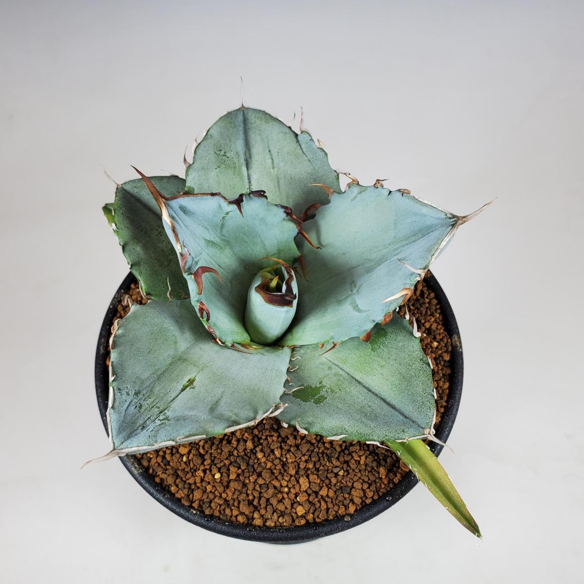 NS* アガベ サルミアナ フェロックス錦 アガベ サルミアナ フェ