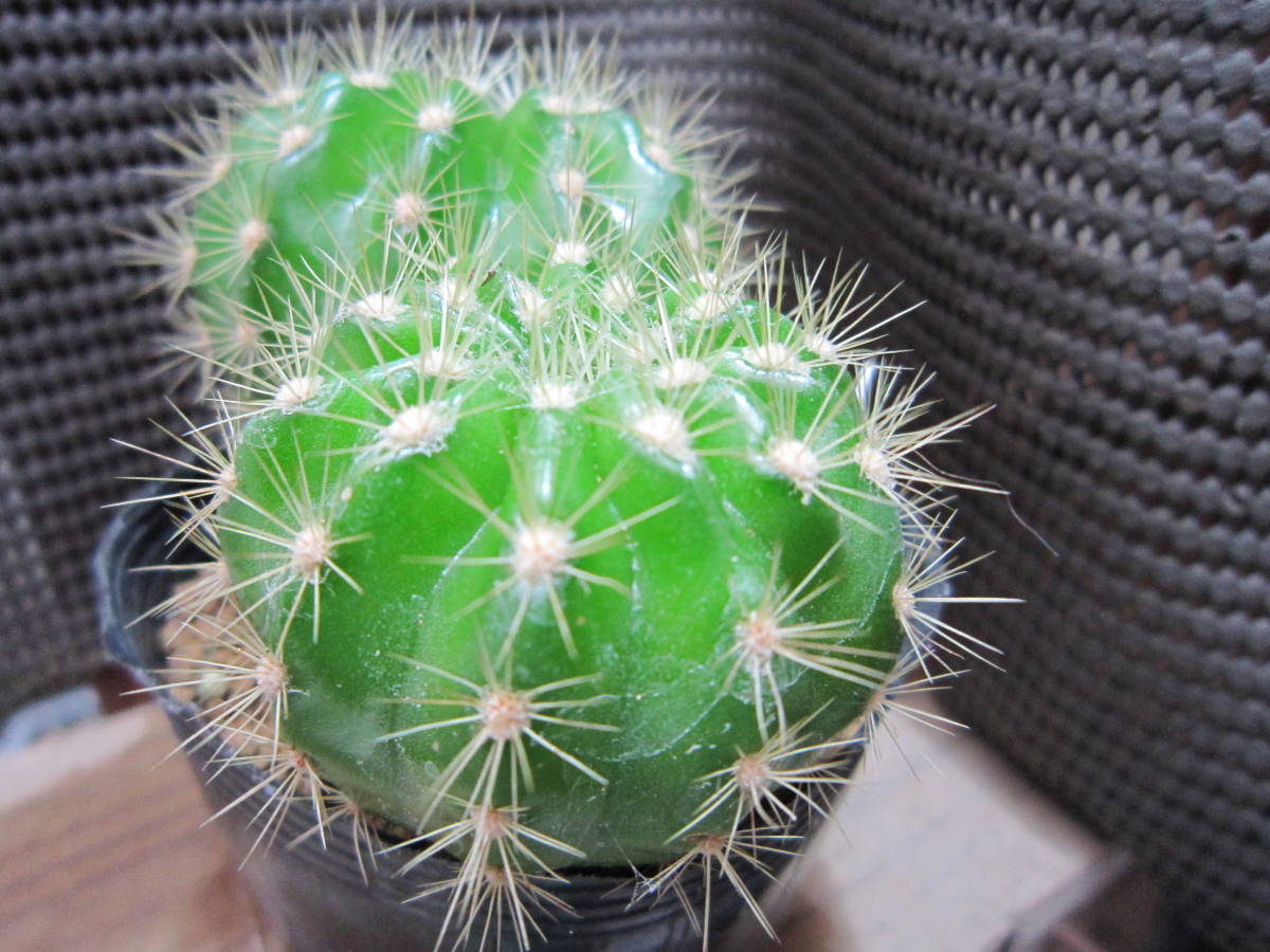 21 サボテン 金盛丸 きれいなグリーンに柔らかい金刺が特徴 ６００円は抜き苗 送料サービス サボテン 売買されたオークション情報 Yahooの商品情報をアーカイブ公開 オークファン Aucfan Com