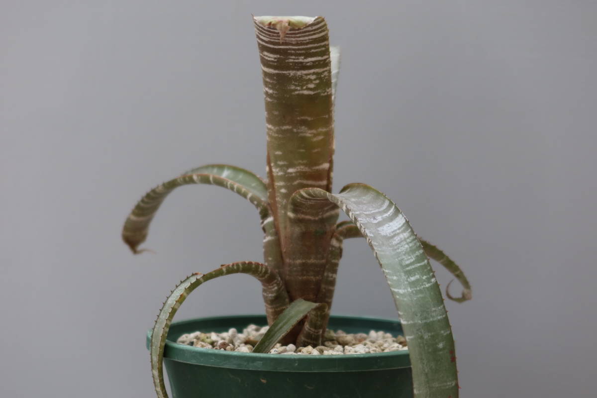 エクメア Aechmea nudicaulis 'Java Jolt'(アナナス)|売買されたオークション情報、yahooの商品情報を ...