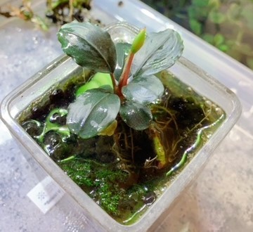 【水草】ブセファランドラ sp.Blue Diamond(無農薬)(水上葉)【1株】