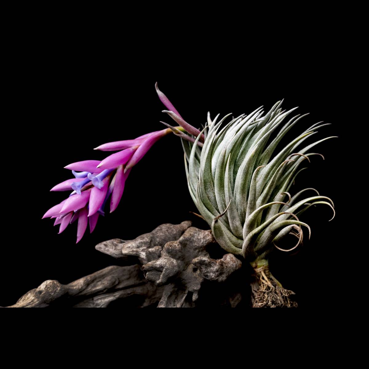 Tillandsia carminea ティランジア | 0 チランジア, 植物, 件 carminea 