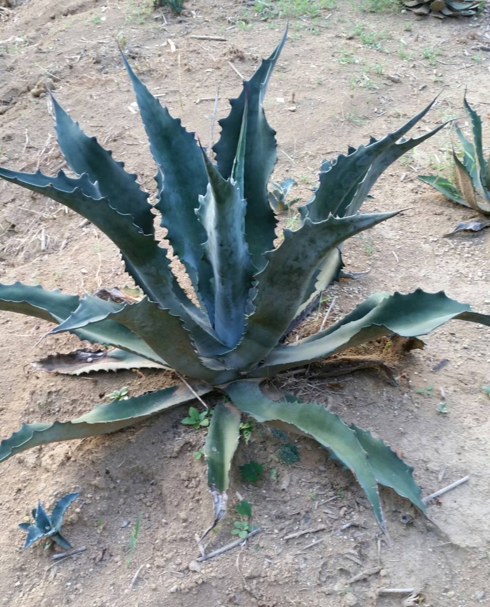 アガベ プロトアメリカーナ ファンキートゥース Agave americana 65cm