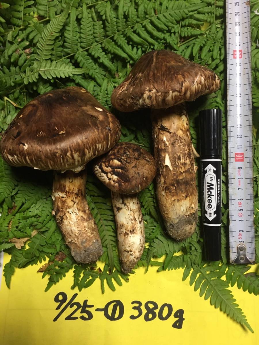 長野県産・岩手県産 3〜8本入 200g 『松茸』つぼみ・中開き
