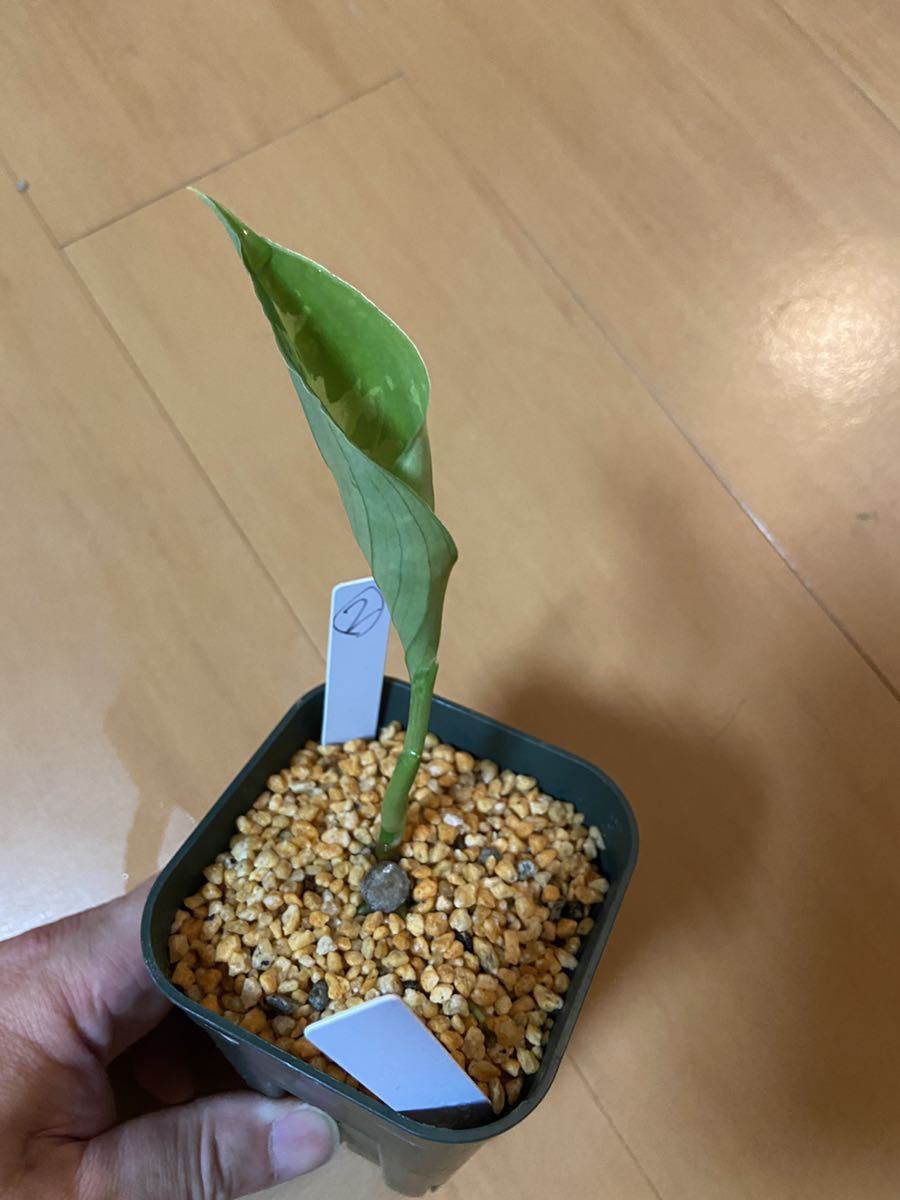 アグラオネマ ピクタム ◇RGL◇ アチェ産 ワイルド 現地便 pictum