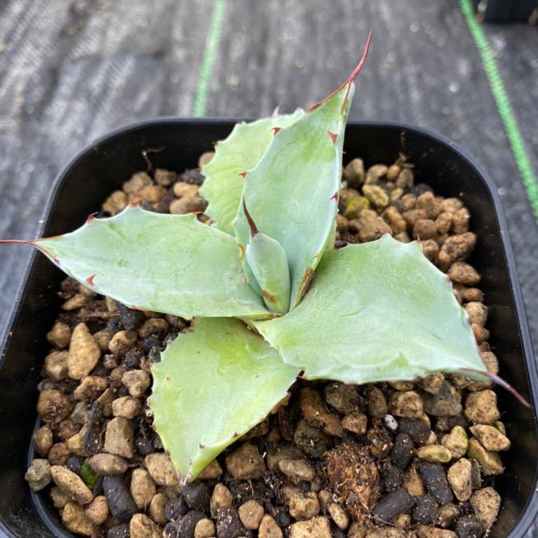 アガベ オバティフォリアドワーフ agave オバティフォリア オバティ