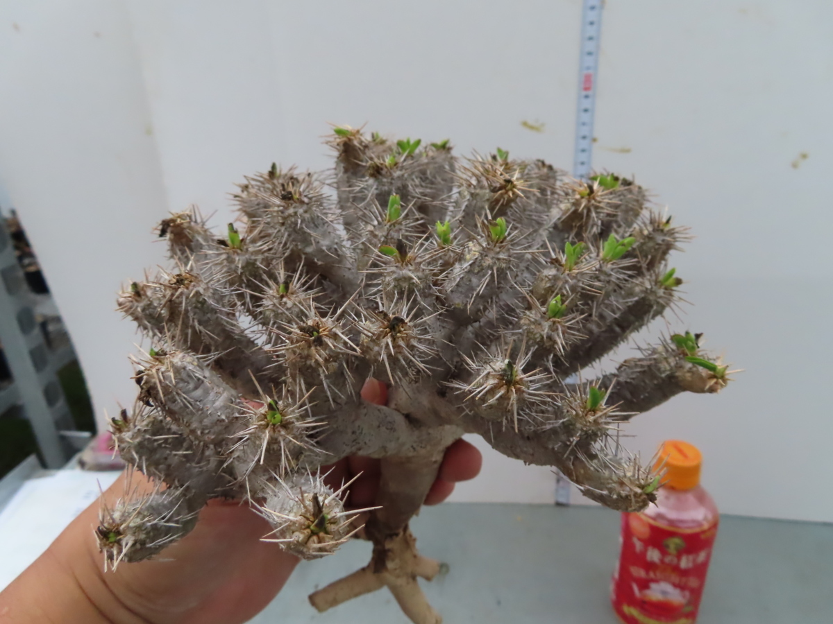 ユーフォルビア・ギラウミニアナ Euphorbia ユーフォルビア 