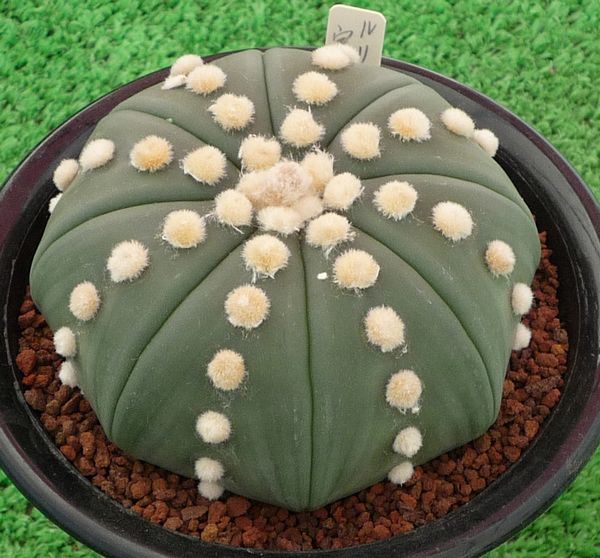 サボテン、多肉植物 ルリ兜-9