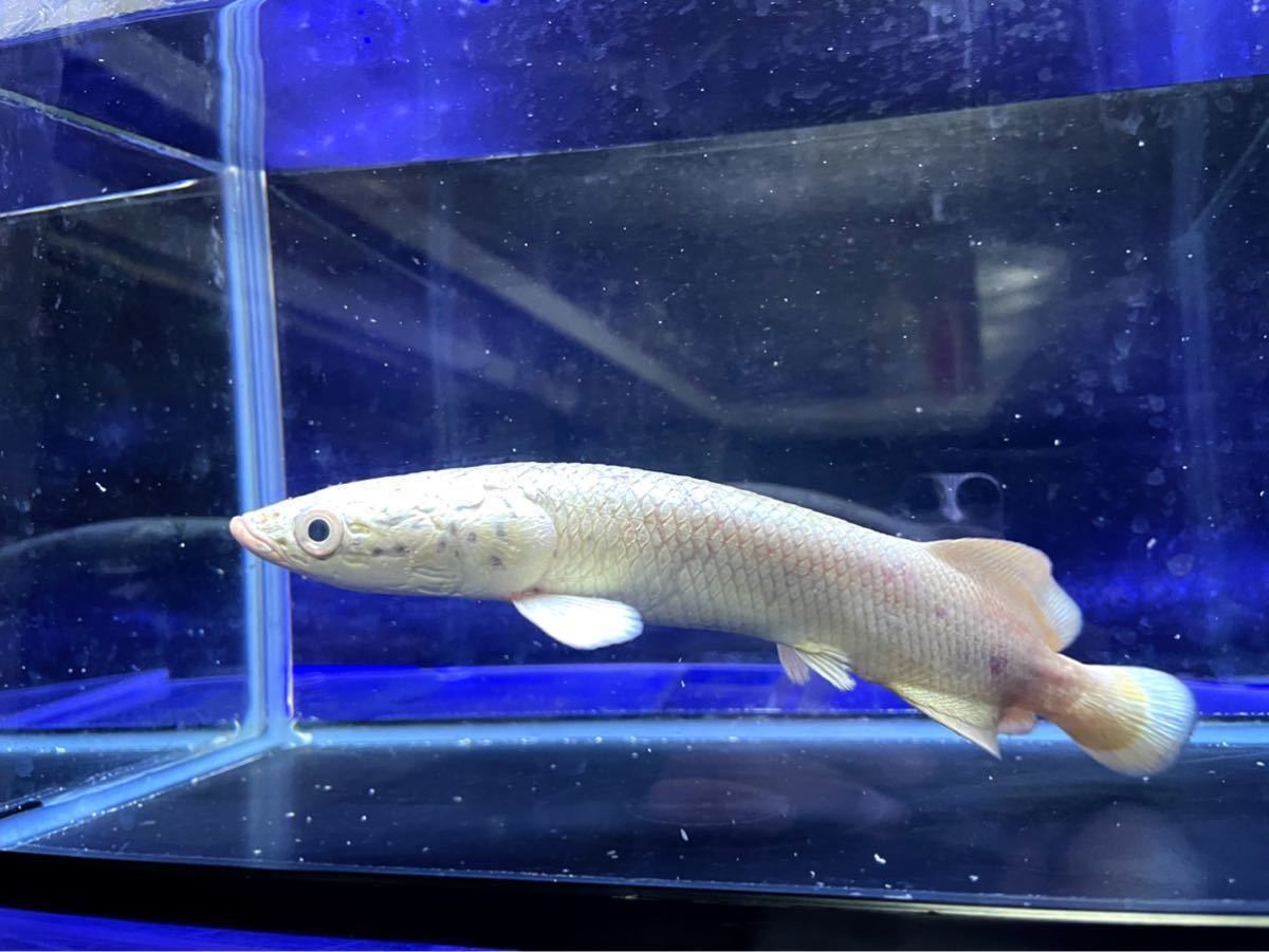 Aqua Tss ピラルク プラチナ色が凄い個体 ラスト1匹 ワイルド 22センチ 画像の個体 淡水魚 売買されたオークション情報 Yahooの商品情報をアーカイブ公開 オークファン Aucfan Com