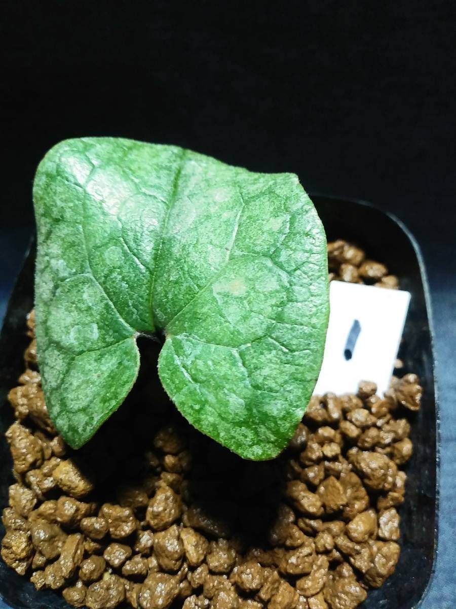 タマノカンアオイ 斑入り カンアオイ 苗 雨晃錦 銀紫晃(ぎんしこう 観葉植物 今吉(こんきち) 二種 !! 斑入りカンアオイ 公式通販