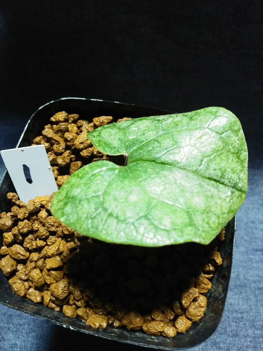 タマノカンアオイ 斑入り カンアオイ 苗 雨晃錦 銀紫晃(ぎんしこう 観葉植物 今吉(こんきち) 二種 !! 斑入りカンアオイ 公式通販