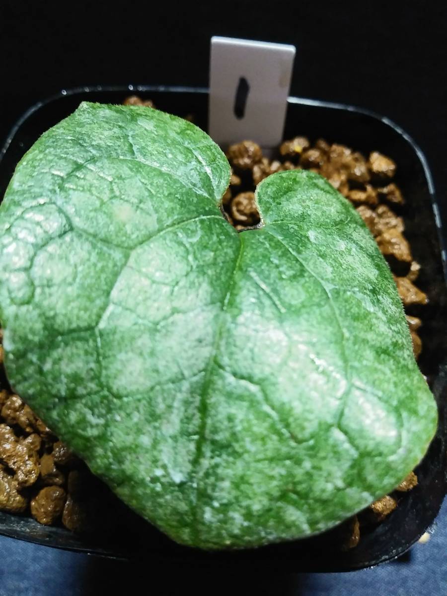 タマノカンアオイ 斑入り カンアオイ 苗 雨晃錦 銀紫晃(ぎんしこう 観葉植物 今吉(こんきち) 二種 !! 斑入りカンアオイ 公式通販