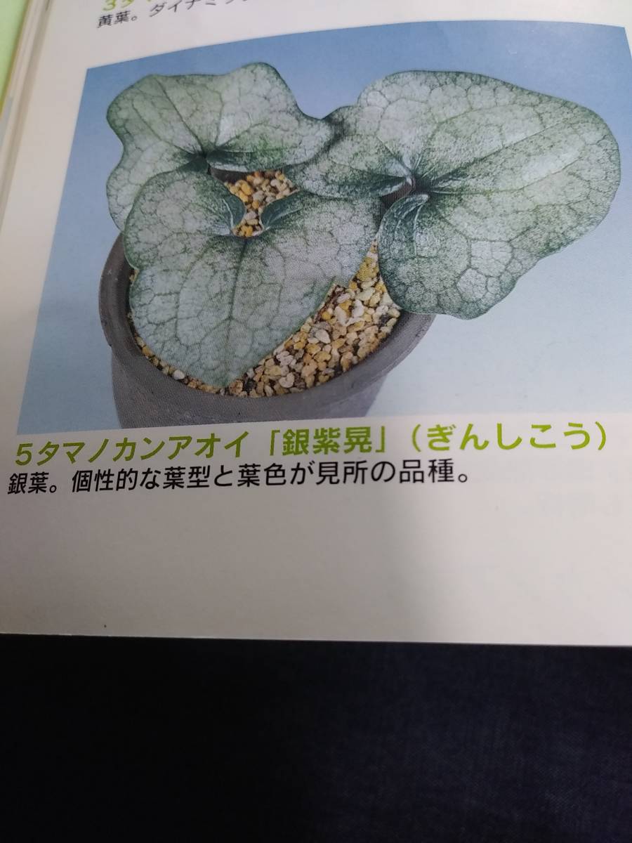 タマノカンアオイ 斑入り カンアオイ 苗 雨晃錦 銀紫晃(ぎんしこう 観葉植物 今吉(こんきち) 二種 !! 斑入りカンアオイ 公式通販