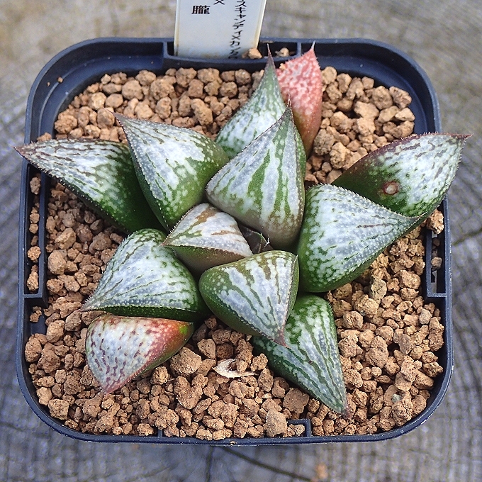 ≧∇≦）多肉植物 ハオルチア カンタロープアイランド ハオルチア