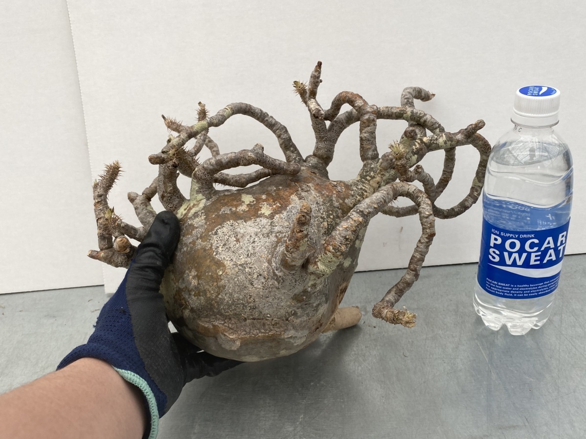グラキリス 発根済現地球パキポディウム 発根済 塊根植物