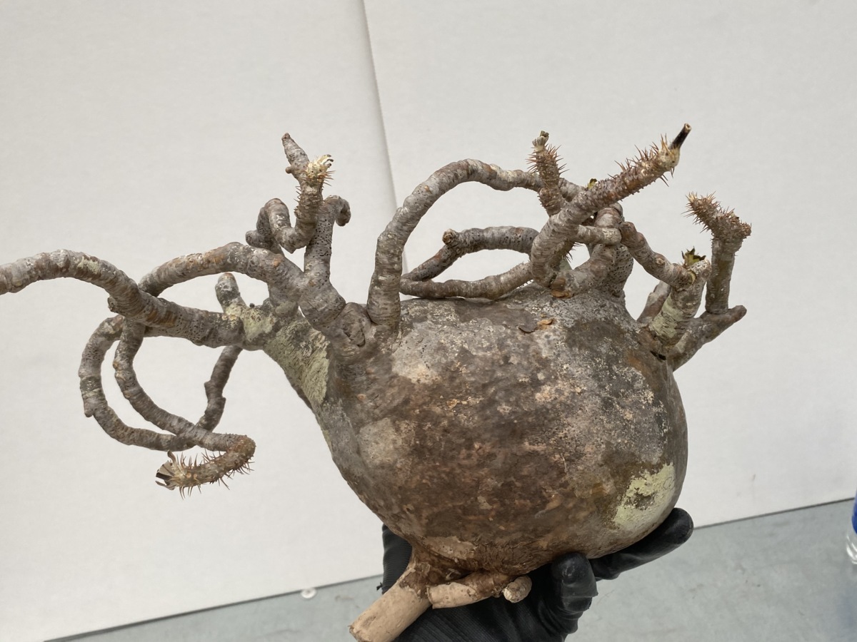 グラキリス 発根済現地球パキポディウム 発根済 塊根植物