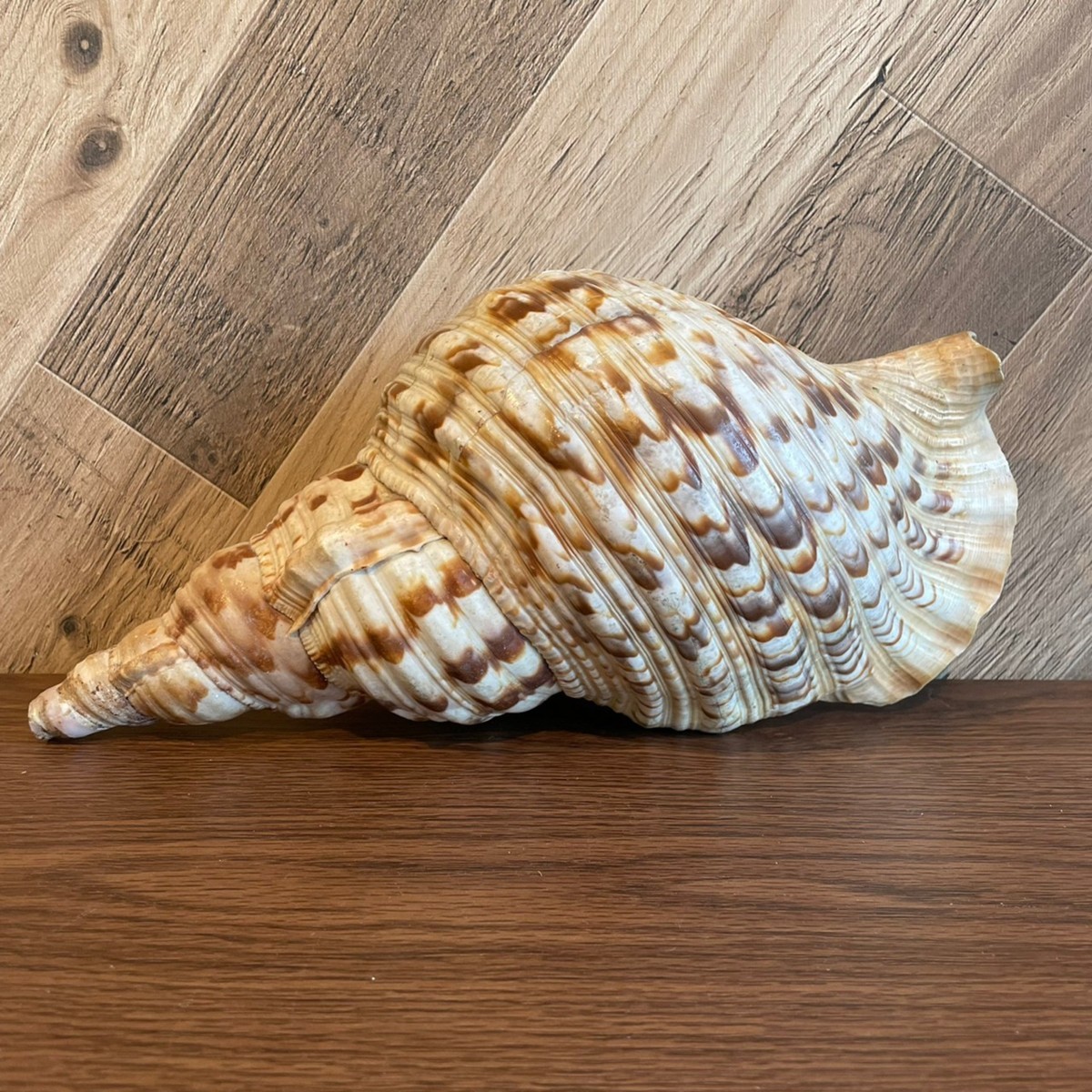 法螺貝 ホラガイ 公式通販 - | 長崎県産 32.7cm 激レア 1.28kg Kai 