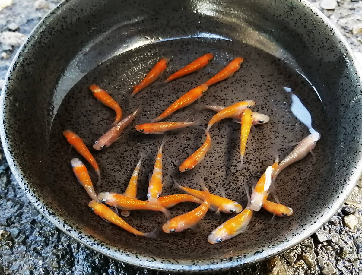 【水華めだか】王華　大量25匹　地元上州めだか様産　☆ワケあり