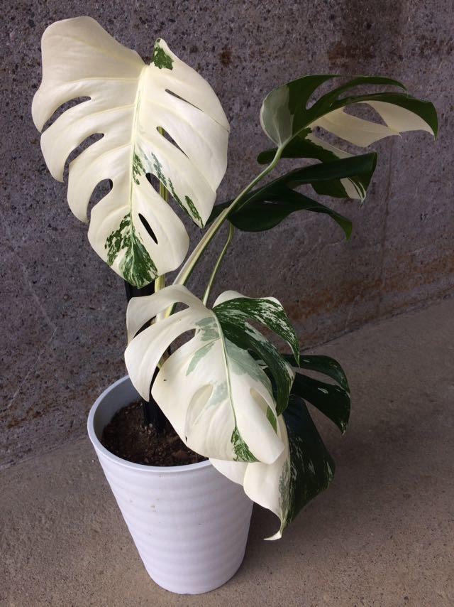 ボルシギアナ モンステラ 斑入り ホワイトタイガー 観葉植物 植物⁄観葉