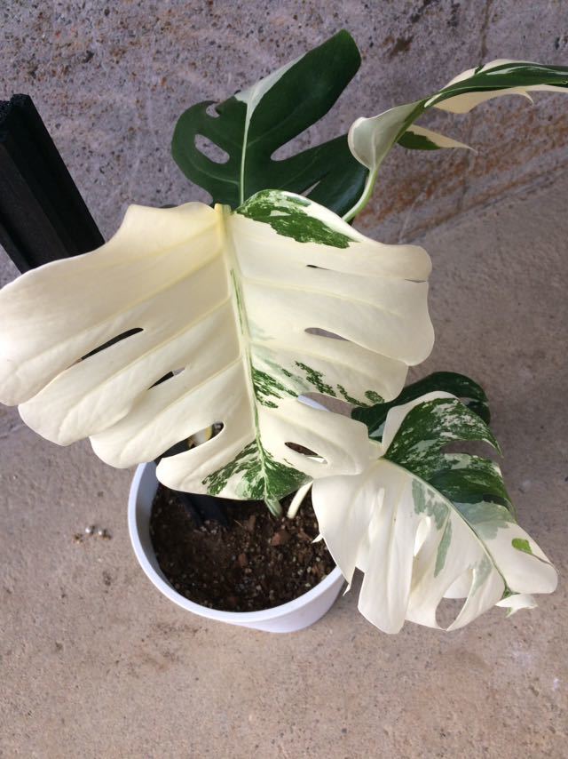 ボルシギアナ モンステラ 斑入り ホワイトタイガー 観葉植物 植物⁄観葉