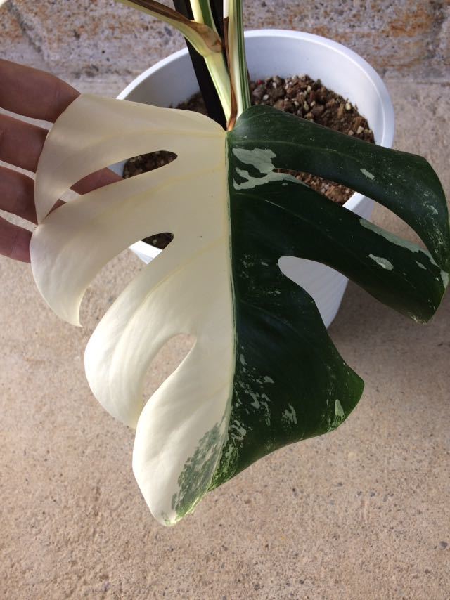 ボルシギアナ モンステラ 斑入り ホワイトタイガー 観葉植物 植物⁄観葉