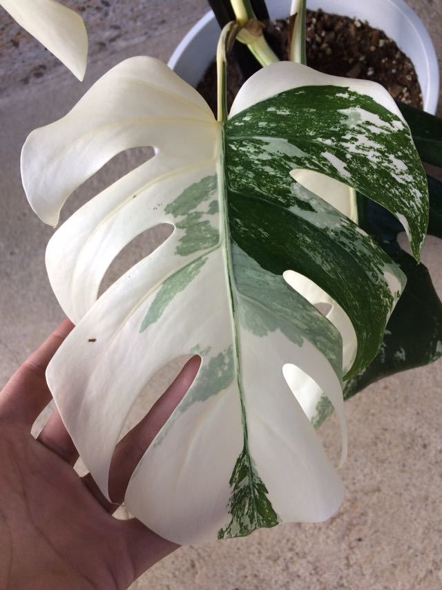 ボルシギアナ モンステラ 斑入り ホワイトタイガー 観葉植物 植物⁄観葉