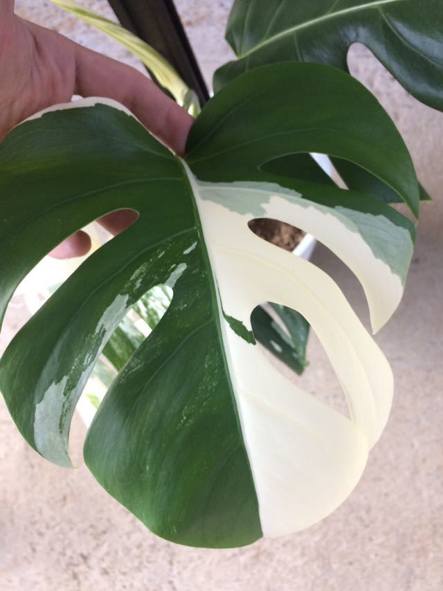 ボルシギアナ モンステラ 斑入り ホワイトタイガー 観葉植物 植物⁄観葉