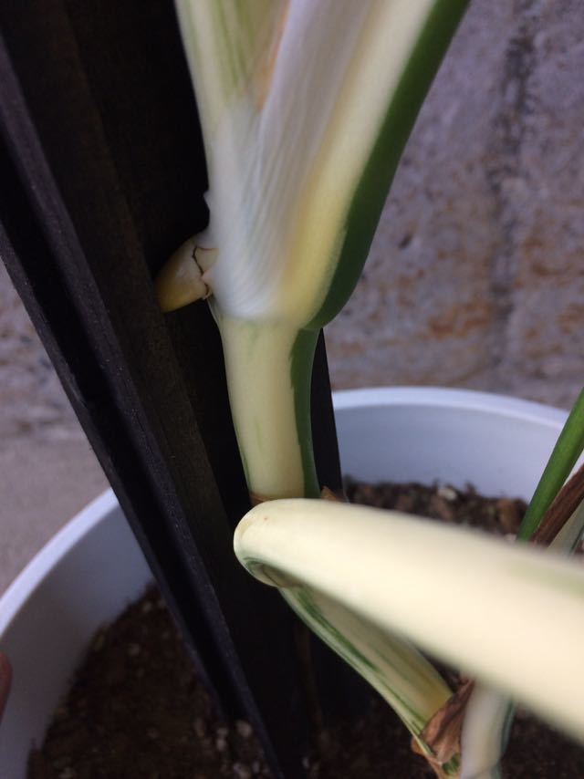 ボルシギアナ モンステラ 斑入り ホワイトタイガー 観葉植物 植物⁄観葉