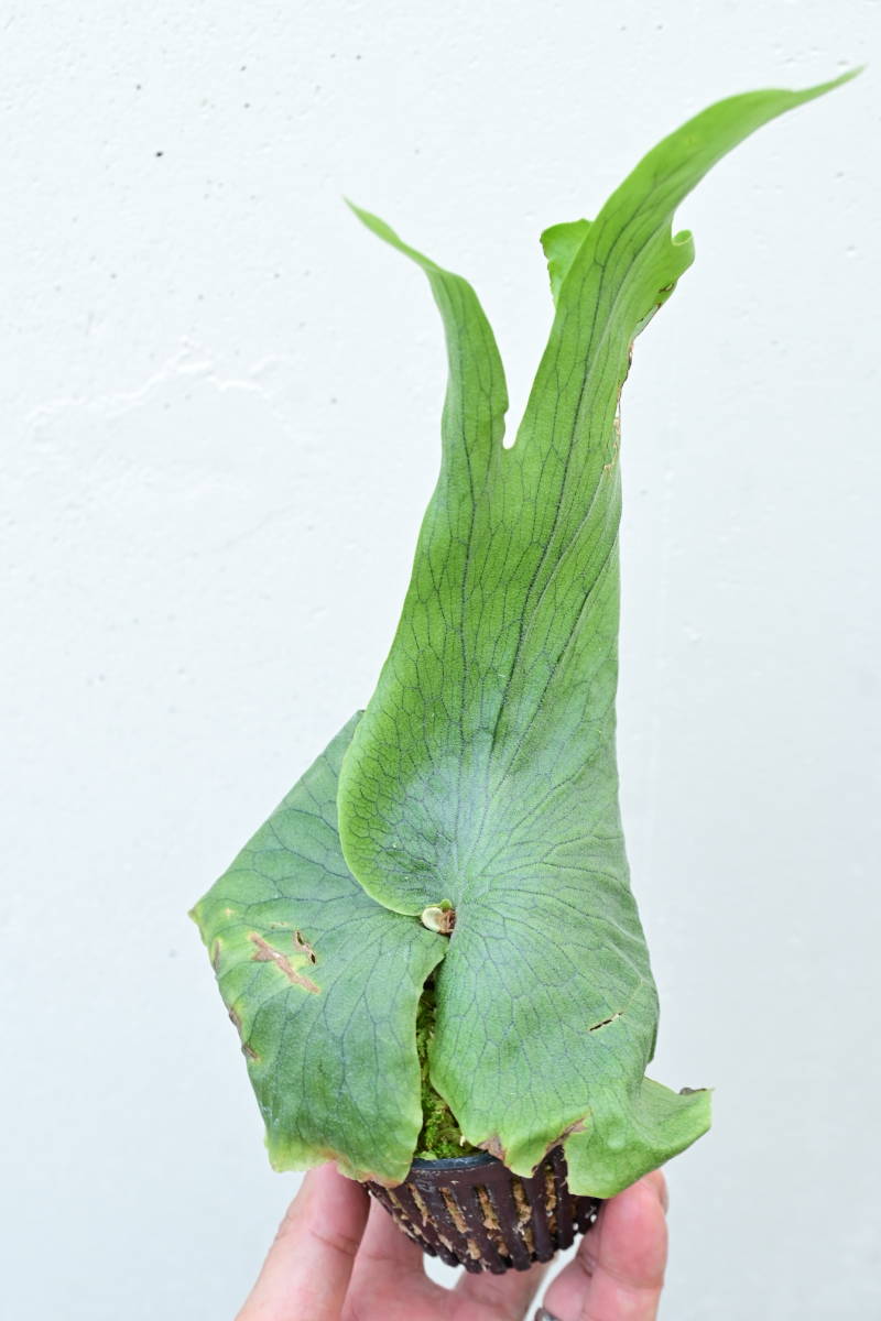 P Wandae Bikamori Com ビカクシダ ワンダエ ビカクシダ コウモリラン 売買されたオークション情報 Yahooの商品情報をアーカイブ公開 オークファン Aucfan Com P Wandae Bikamori Com ビカクシダ ワンダエ ビカクシダ コウモリラン 売買されたオークション情報 Yahooの商品情報をアーカイブ公開 オークファン Aucfan Com