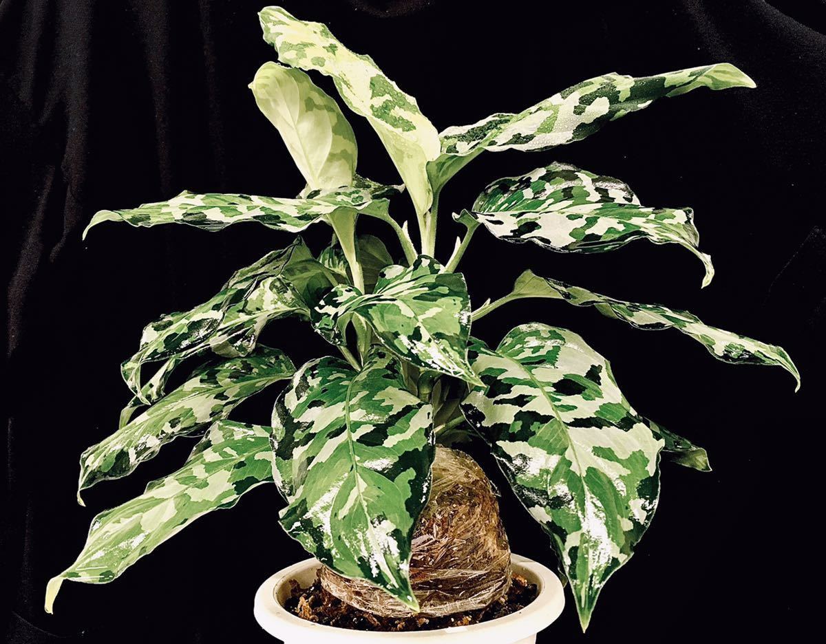Aglaonema Pictum Tricolor pictum Care tricolor | Camouflage 
