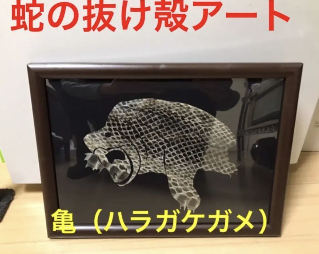 人気，得価 蛇の抜け殻アート ハラガケガメ 爬虫類 金運 開運 魔除け 守り神 亀 風水(その他)｜売買されたオークション情報、yahooの商品情報をアーカイブ公開 - オークファン その他