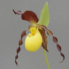 PLKE山野草交雑種“Cypri.planipetalum x ケンタッキーエンセ”大輪花 花芽1 - | 四季の山野草（フサカザリ） ミニ山野草図鑑\u2015離弁花編\u2015 山野草苗一覧｜イカリ草・マツムシ草・オキナ草などの山野草苗 ふじや