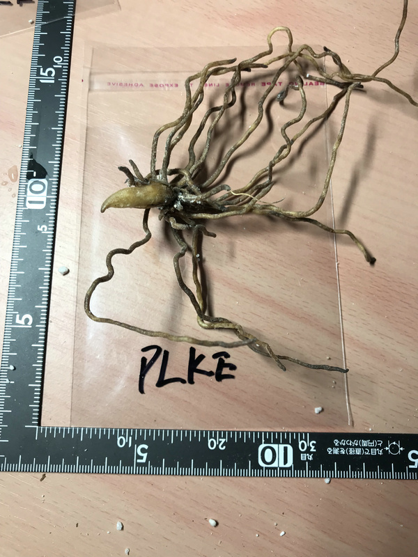 PLKE山野草交雑種“Cypri.planipetalum x ケンタッキーエンセ”大輪花 花芽1 - | 四季の山野草（フサカザリ） ミニ山野草図鑑\u2015離弁花編\u2015 山野草苗一覧｜イカリ草・マツムシ草・オキナ草などの山野草苗 ふじや