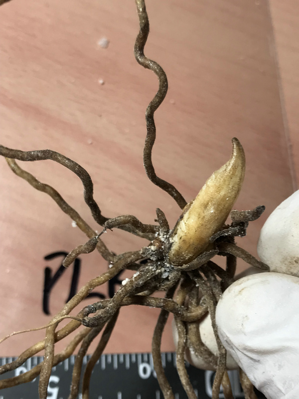 PLKE山野草交雑種“Cypri.planipetalum x ケンタッキーエンセ”大輪花 花芽1 - | 四季の山野草（フサカザリ） ミニ山野草図鑑\u2015離弁花編\u2015 山野草苗一覧｜イカリ草・マツムシ草・オキナ草などの山野草苗 ふじや