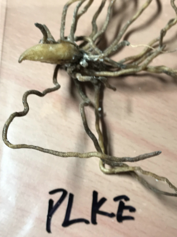 PLKE山野草交雑種“Cypri.planipetalum x ケンタッキーエンセ”大輪花 花芽1 - | 四季の山野草（フサカザリ） ミニ山野草図鑑\u2015離弁花編\u2015 山野草苗一覧｜イカリ草・マツムシ草・オキナ草などの山野草苗 ふじや