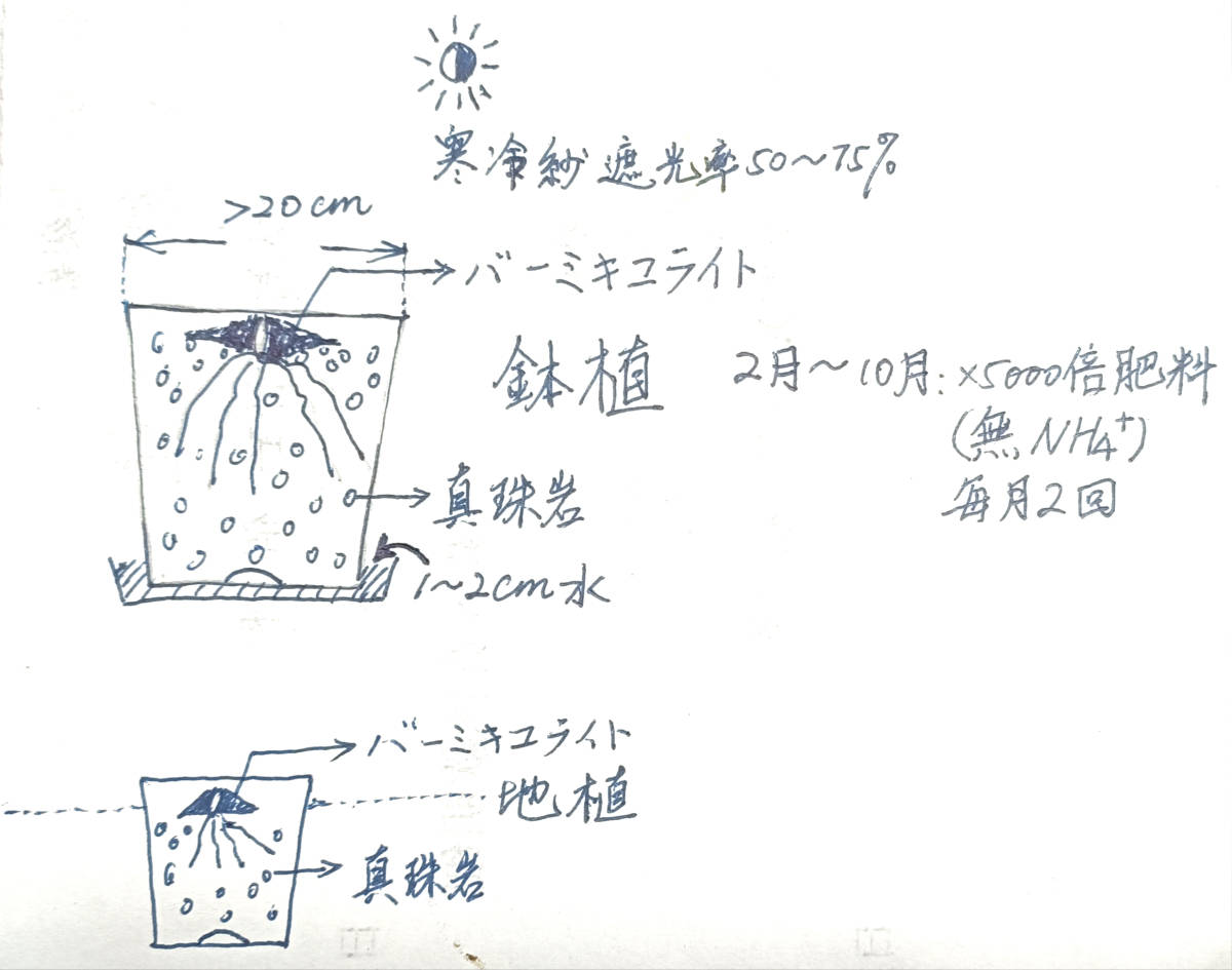 PLKE山野草交雑種“Cypri.planipetalum x ケンタッキーエンセ”大輪花 花芽1 - | 四季の山野草（フサカザリ） ミニ山野草図鑑\u2015離弁花編\u2015 山野草苗一覧｜イカリ草・マツムシ草・オキナ草などの山野草苗 ふじや